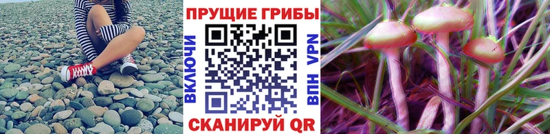 Купить где  Осташков  Галлюциногенные грибы Psilocybine cubensis 